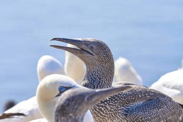 Nahaufnahme Des Jungen Nördlichen Gannets Vor Einer Gruppe Erwachsener Seiner — Stockfoto