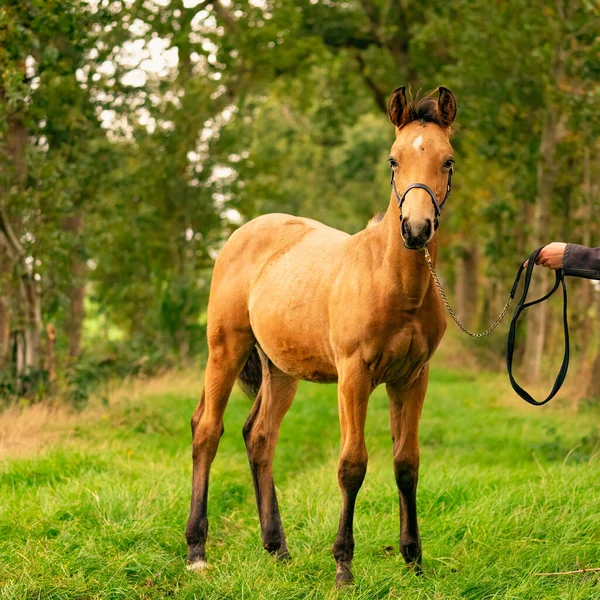Porträt Eines Hirschlederfohlens Das Pferd Mit Halfter Steht Wald Herbstsonne — Stockfoto