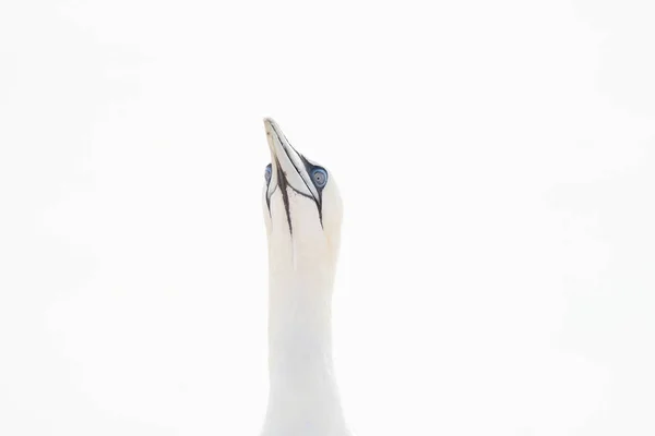 Una Cabeza Ave Salvaje Naturaleza Morus Bassanus Gannet Del Norte — Foto de Stock