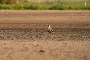 Yırtıcı şahin kuşu kahverengi kumdaki bir çayırda oturur, buteo buteo. Yan görünümde.