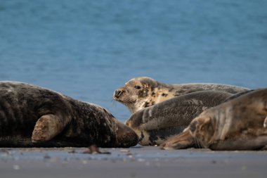 Vahşi Grey tembel fok kolonisi Almanya 'nın Dune sahilinde. Çeşitli şekil ve boyutlarda gri foklara sahip bir grup..