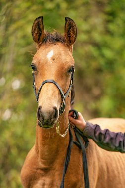 Buckskin tayının portresi, yuları olan at ormanda duruyor. Sonbahar güneşi.