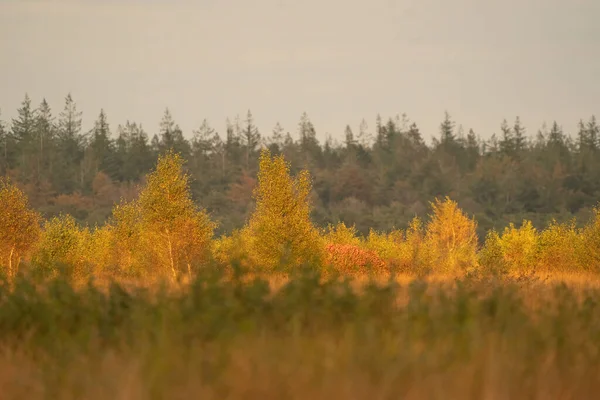Beautiful autumn forest in golden colors, in the Netherlands. Background for your own project.