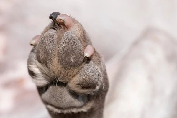 Una Mirada Cerca Parte Inferior Almohadilla Pata Del Perro Sucio — Foto de Stock