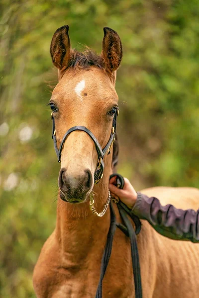 Portret Źrebaka Buckskin Koń Halterem Stoi Lesie Jesienne Słońce — Zdjęcie stockowe