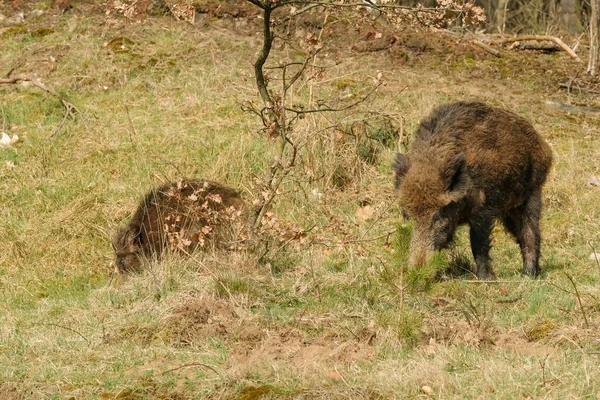 Babi Hutan Dengan Babi Lucu Berjalan Padang Rumput Dengan Pohon — Stok Foto