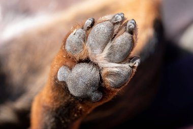 Gündüz vakti, arkadaki kirli köpek patisinin altına yakından bak..