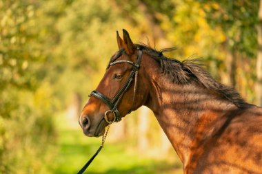 Sonbahar akşamında, dizginli kahverengi bir at kafası..