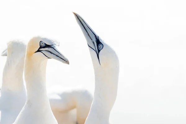 Retrato Pareja Gannet Del Norte Sula Bassana Dos Pájaros Les —  Fotos de Stock