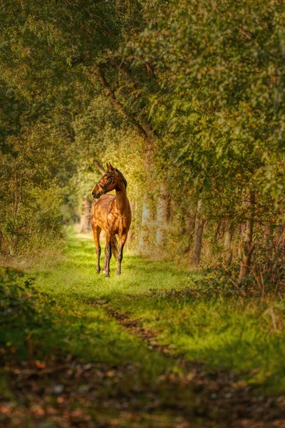 A brown horse on a forest trail in the autumn evening sun.