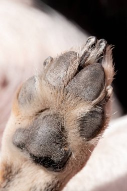 Gündüz vakti, arkadaki kirli köpek patisinin altına yakından bak..