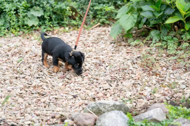 Jack Russell Terrier köpeği, tasmasıyla ilk kez yürüyor..