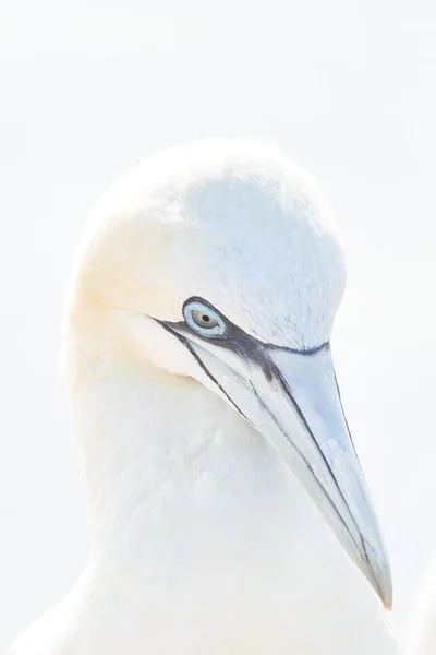 Vild Fågel Det Vilda Norra Gannet Helgoland Nordsjön Tyskland High — Stockfoto