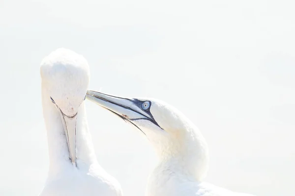 Portrait Paire Fous Bassan Sula Bassana Deux Oiseaux Aiment Lumière — Photo