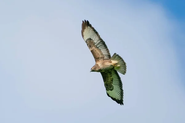 Een Buizerd Vogel Vogel Van Het Bidden Buteo Buteo Vlucht — Stockfoto