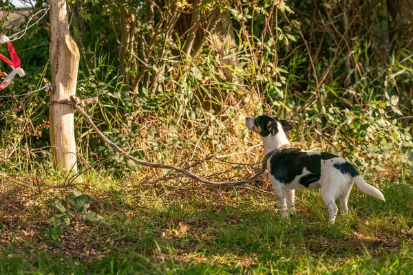 Sad Jack Russell Terrier Dog Left Alone Forest Tied Rope — Stock Photo, Image