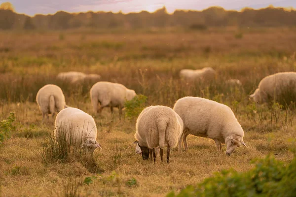 Ovelhas Holandesas Comem Grama Verde Fresca Durante Nascer Sol Campo — Fotografia de Stock