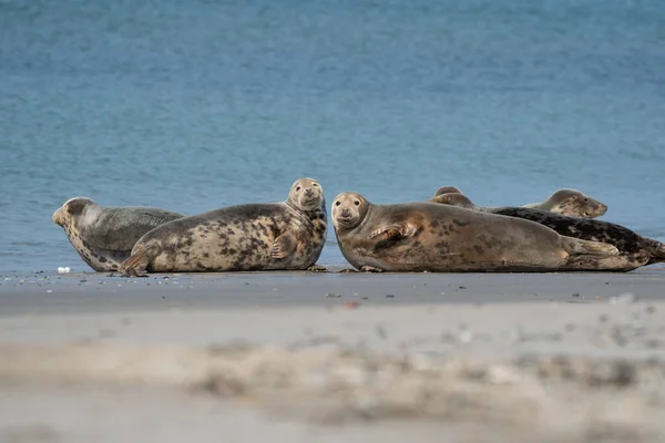 Funny lazy seals in the sea of Dune, Germany. Two seals look straight into the camera.