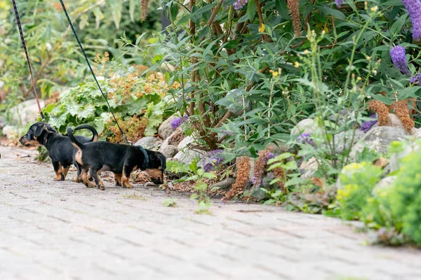 Two Jack Russell Terrier Puppys Newborn Dogs Playing First Time — Stock Photo, Image