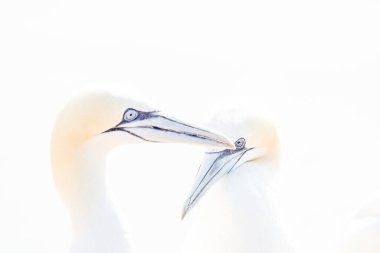 Yumuşak ışıkta, iki Kuzeyli sümsük kuşu indikten sonra karşılanır. Yüksek anahtarda yumuşak ışık.