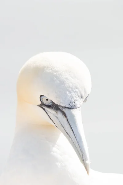 Oiseau Sauvage État Sauvage Fou Bassan Sur Île Helgoland Mer — Photo