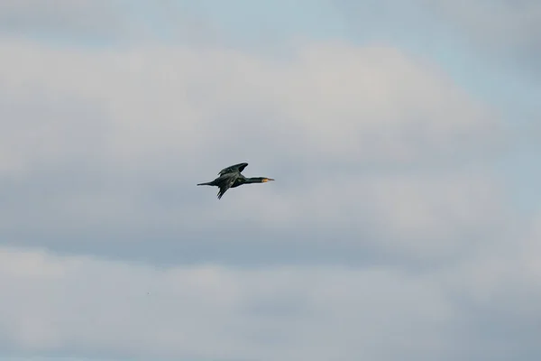 Cormoran Oiseau Aquatique Famille Des Phalacrocoracidae Vole Dans Ciel Bleu — Photo