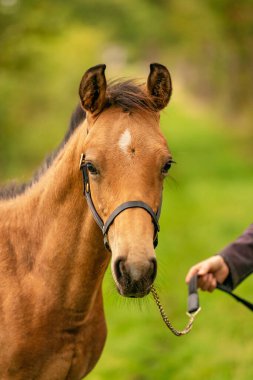 Buckskin tayının portresi, yuları olan at ormanda duruyor. Sonbahar güneşi.