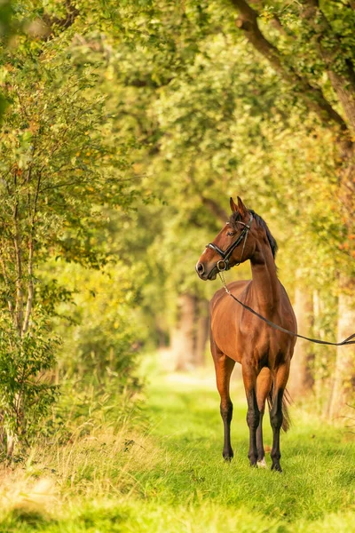 Cheval Brun Sur Sentier Forestier Soleil Automne Soir Conte Fées — Photo