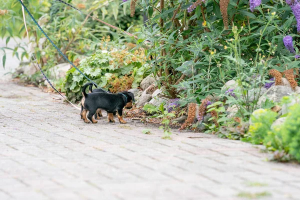 Two Jack Russel Terrier Puppys Newborn Dogs Playing First Time — Stock Photo, Image