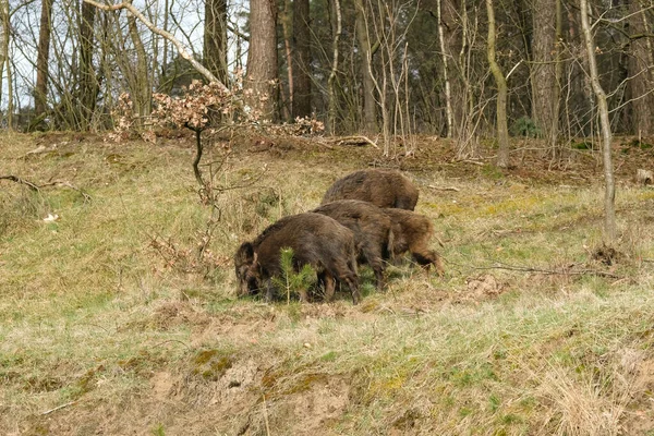Jabalí Salvaje Con Lindos Lechones Están Buscando Comida Bosque — Foto de Stock