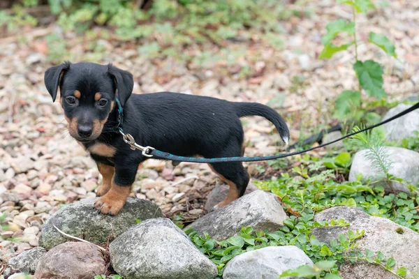 Jack Russell Terrier Cachorro Camina Por Primera Vez Con Una —  Fotos de Stock