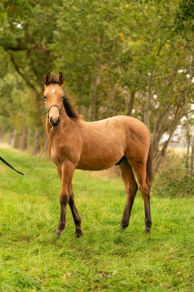 Portrait Poulain Peau Daim Cheval Avec Licou Dresse Dans Forêt — Photo