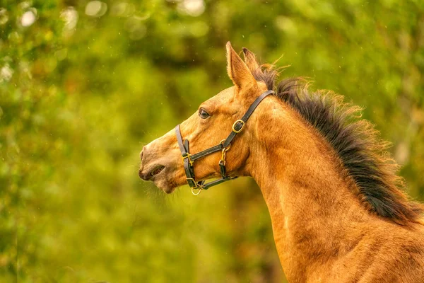 Retrato Potro Pele Fiambre Cavalo Com Halter Fica Floresta Outono — Fotografia de Stock