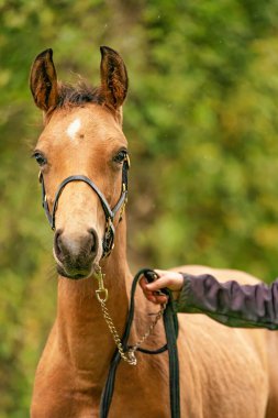 Buckskin tayının portresi, yuları olan at ormanda duruyor. Sonbahar güneşi.