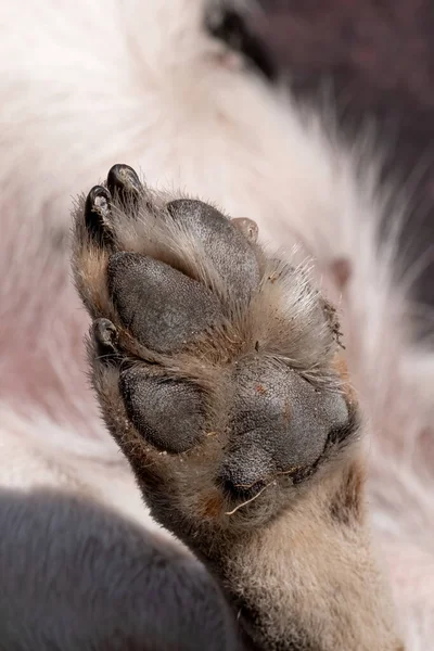 Olhar Perto Para Parte Inferior Almofada Pata Cão Sujo Volta — Fotografia de Stock