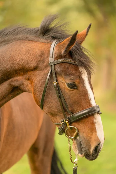 Sebuah Kepala Kuda Coklat Dalam Pandangan Samping Musim Gugur Matahari — Stok Foto