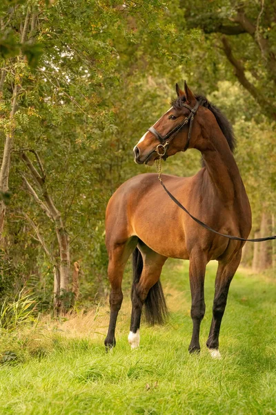 Cheval Brun Sur Sentier Forestier Soleil Soir Automne — Photo