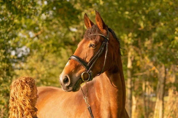 Uma Cabeça Cavalo Marrom Com Freio Mulher Lado Cavalo Sol — Fotografia de Stock