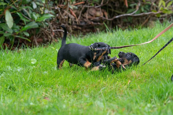 两个Jack Russel Terrier小狗新生的狗第一次在草丛中玩耍 — 图库照片