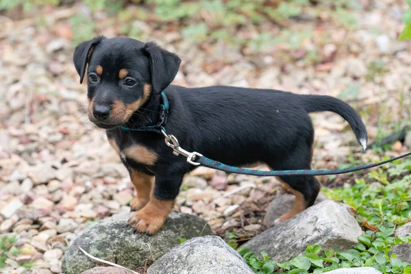 Jack Russell Terrier Szczeniak Chodzi Raz Pierwszy Smyczy Obrożą — Zdjęcie stockowe