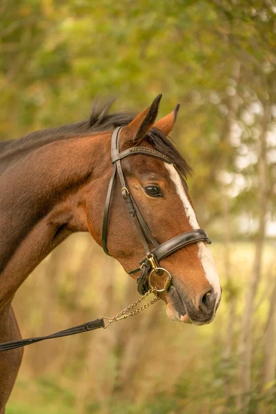 Uma Cabeça Cavalo Marrom Vista Lateral Sol Noite Outono — Fotografia de Stock