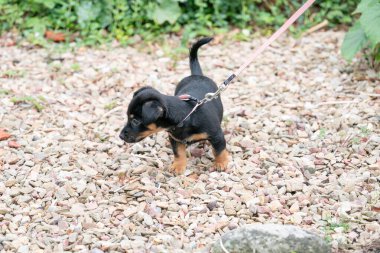 Jack Russel Terrier köpeği, ilk kez bahçede tasmayla yürüyor..