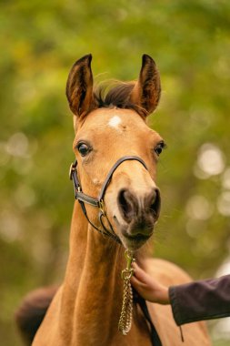 Buckskin tayının portresi, yuları olan at ormanda duruyor. Sonbahar güneşi.