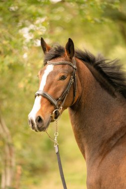 Kahverengi bir at kafası, yan görünüşlü, sonbahar akşamı güneşinde.