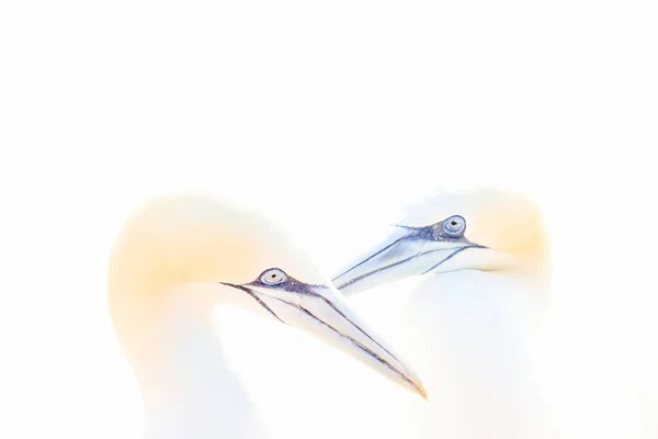 Portret Van Een Paar Noord Gannet Sula Bassana Twee Vogels — Stockfoto