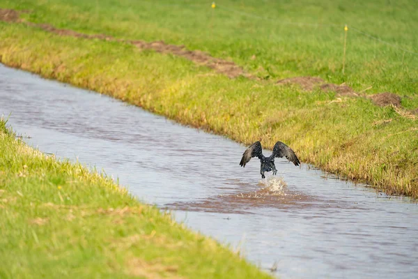 Cormorão Ave Aquática Família Phalacrocoracidae Voa Acima Água Azul — Fotografia de Stock