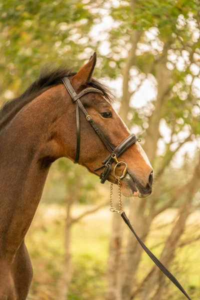 Une Tête Cheval Brune Vue Latérale Soleil Automne Soir — Photo