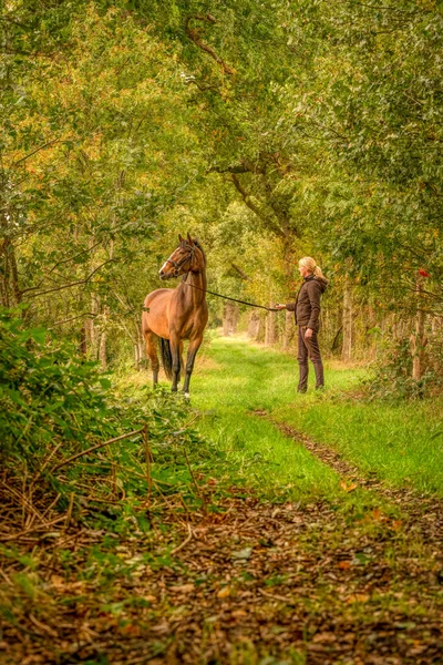Коричневая Лошадь Молодая Женщина Лесной Тропе Осенним Вечерним Солнцем — стоковое фото