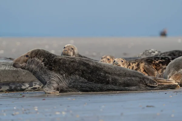 德国沙丘海滩上的野生灰海豹群 组合与各种形状和大小的灰色密封 背对背海D — 图库照片