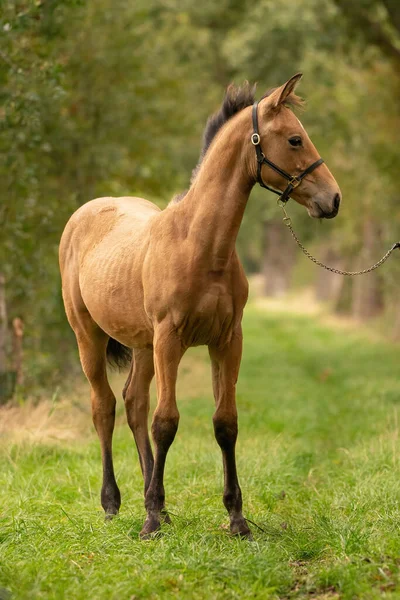 Porträt Eines Hirschlederfohlens Das Pferd Mit Halfter Steht Wald Herbstsonne — Stockfoto